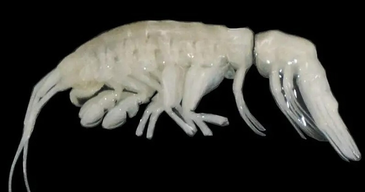 Vědci objevili nového mořského predátora. Žije neuvěřitelných sedm kilometrů pod hladinou