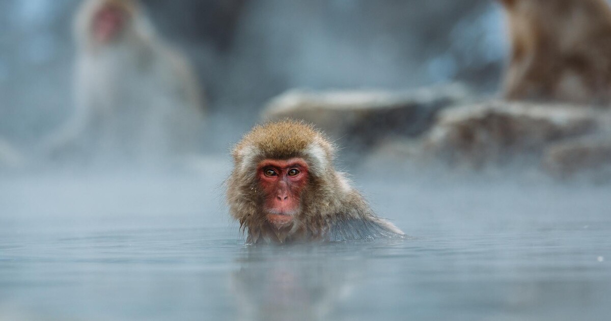 Stejnopohlavní sex u makaků je mnohdy rozšířenější než heterosexuální styk, ukazuje studie