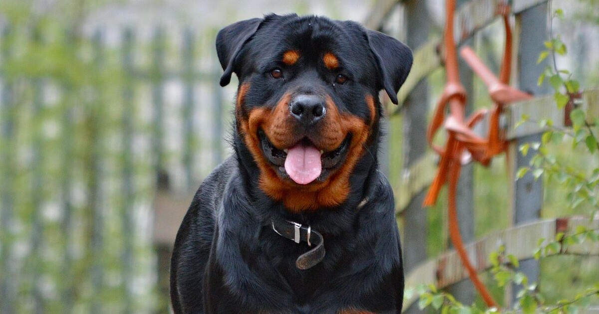 Psi na Plzeňsku těžce zranili dívku. Ještě se je nepovedlo chytit