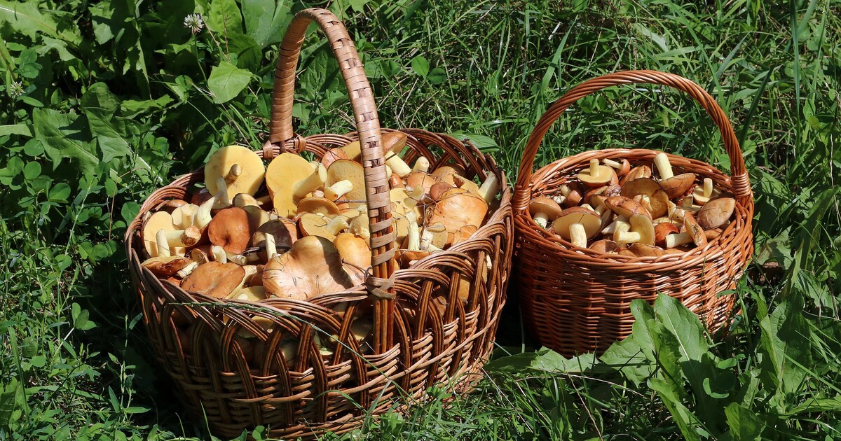 MAPA HUB: Podívej se, kde v Česku teď rostou