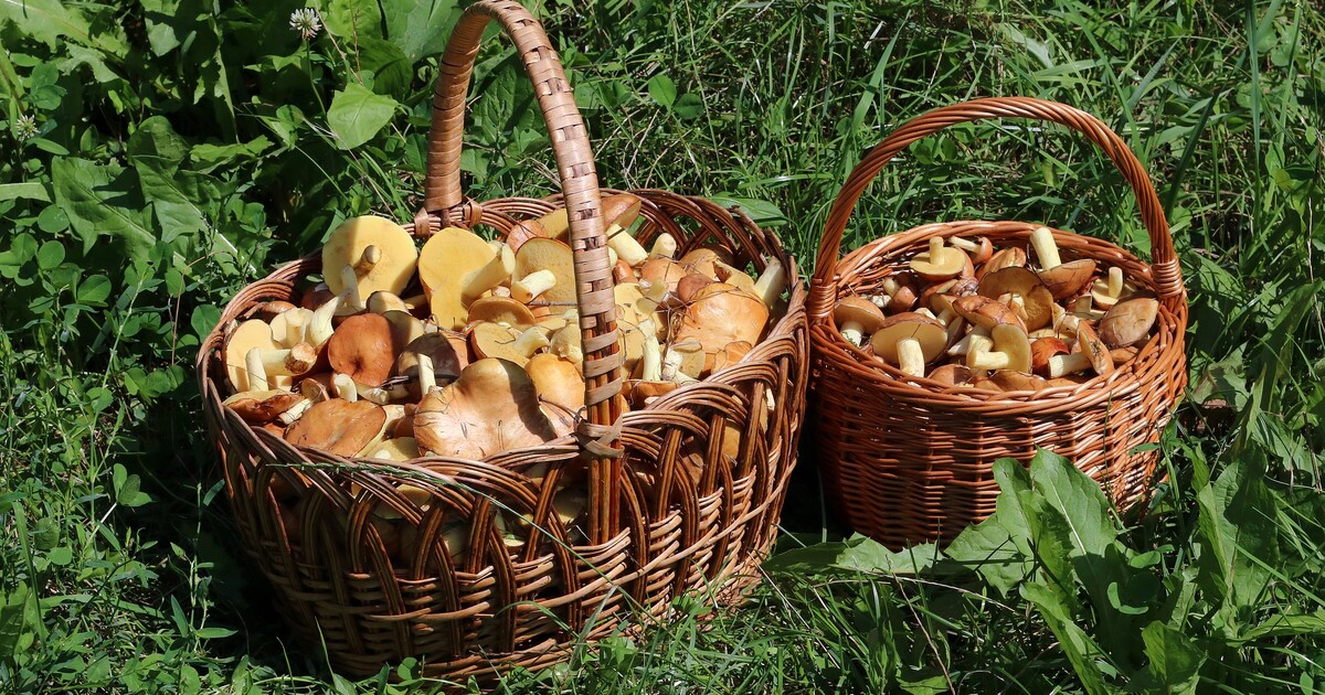 Mapa: Vyraz ve státní svátek na houby. V těchto krajích rostou