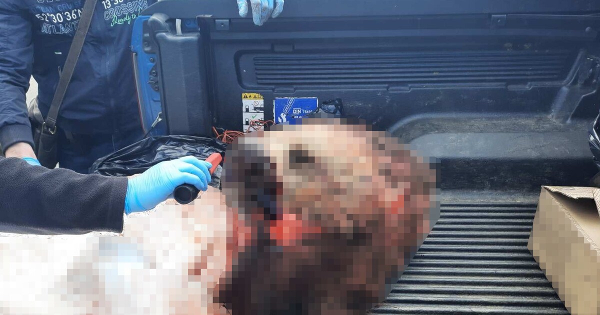 Zastřelila medvědici, naložila její hlavu na korbu a vyrazila do Česka. Nechutný zločin české studentky pobouřil veřejnost