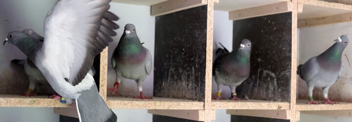 Poštové holuby už dávno nenosia poštu, skôr prestíž a trofeje. Ten najdrahší sa predal za viac ako 1,2 milióna eur (Reportáž)