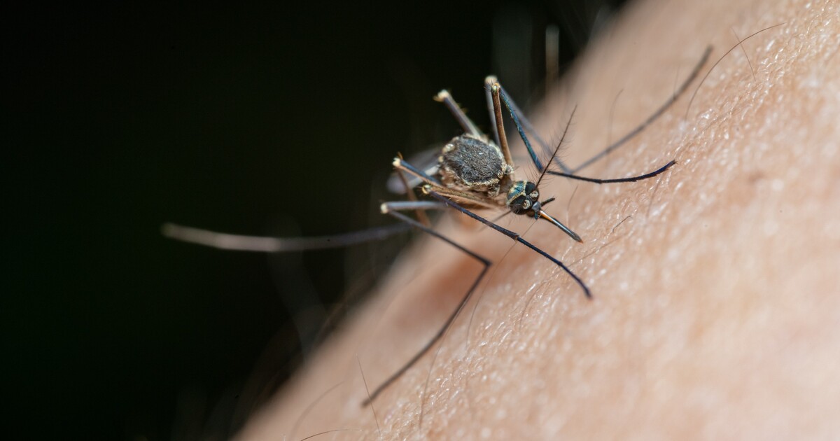 MAPA: Komáří aktivita bude mimořádná. Podívej se, kde ti hrozí nejvíce štípanců