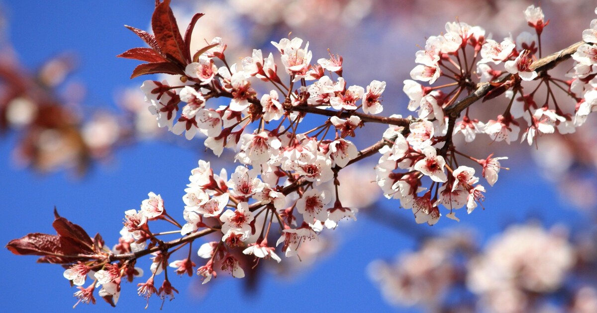 Začátkem týdne se teploty budou pohybovat okolo 15 stupňů. Na severovýchodě platí výstraha před silným větrem