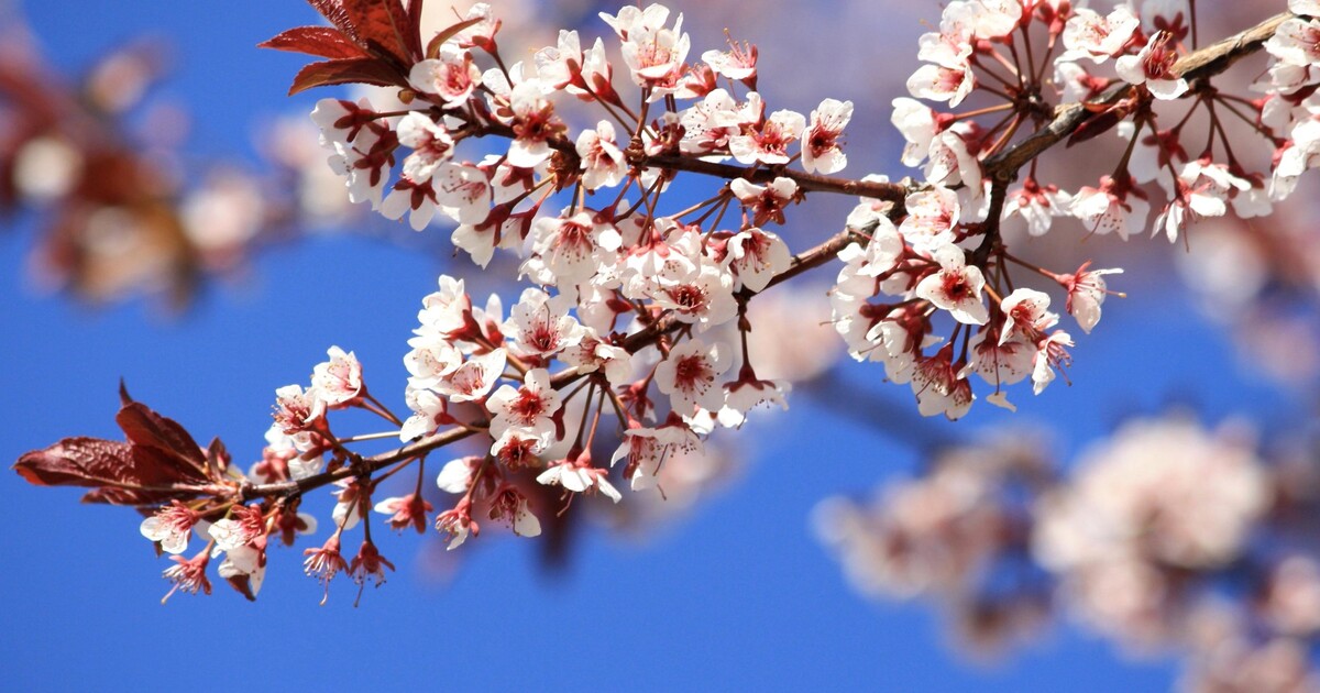 Začíná astronomické jaro. Noc a den budou přibližně stejně dlouhé