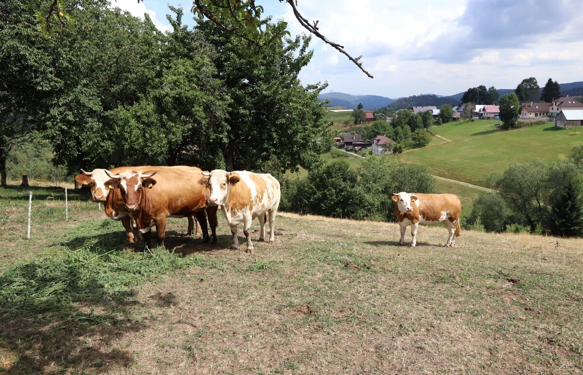 kravy poľnohospodárstvo farma dobytok