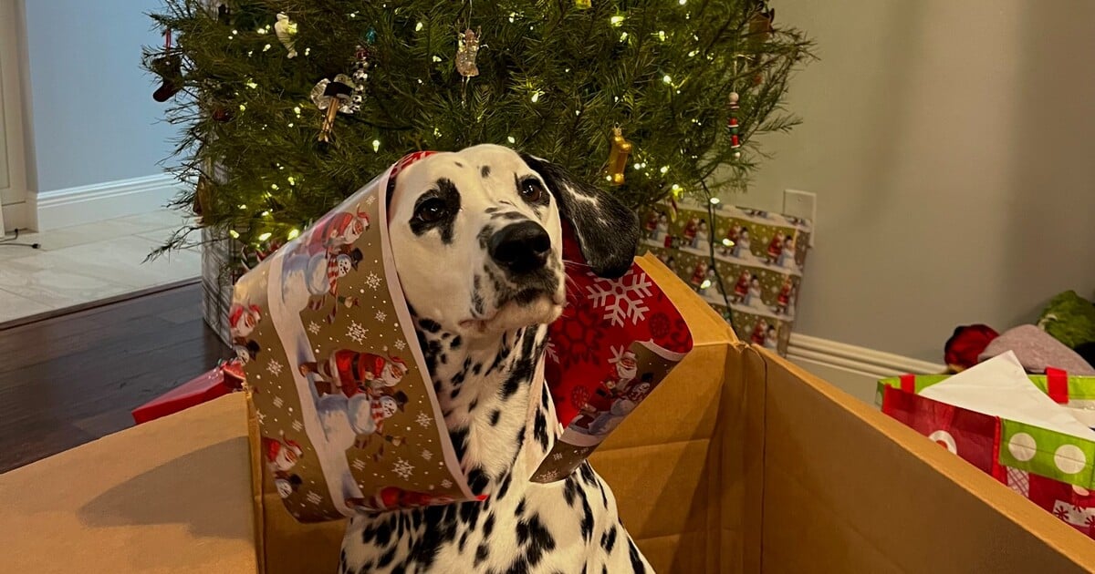 Co dát k Vánocům psímu mazlíčkovi: Sedm dárků, díky kterým bude tvůj doggo happy