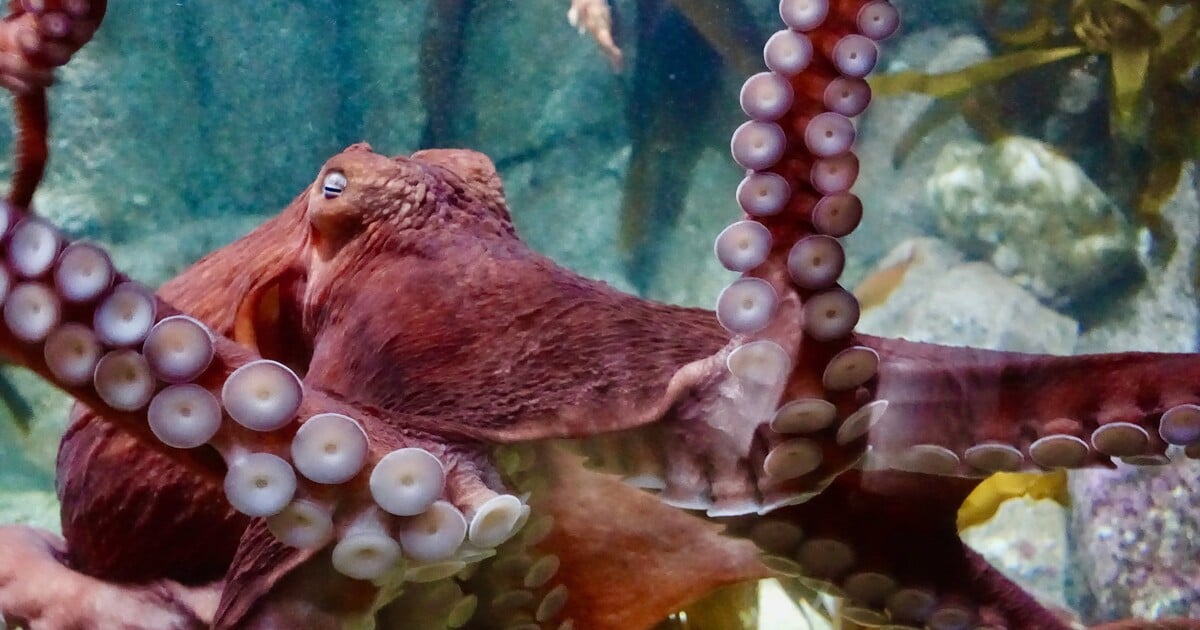 Vědci přišli na to, co může vytvořit novou civilizaci. Pokud vymřeme, mohou nás nahradit chobotnice