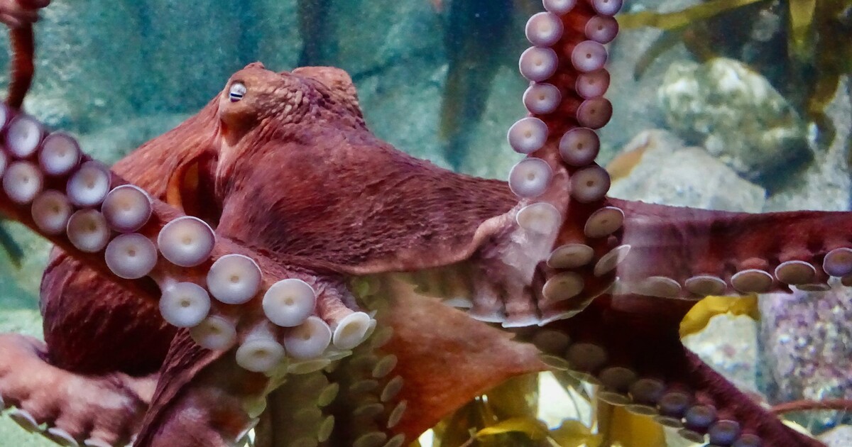 Jak funguje mozek chobotnice? Výzkumný tým se snaží zorientovat v „naprosto bizardních“ mozkových signálech
