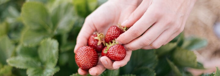 Samosběr jahod: Češi vyrazili na plantáže, domácí jahody jsou levnější a také více chutné