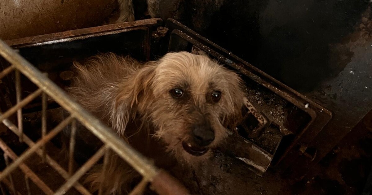 VIDEO: Policisté odhalili množírnu na Berounsku. Psi žili v otřesných podmínkách
