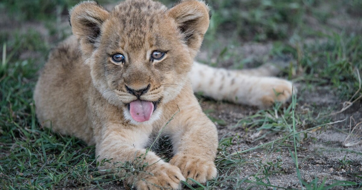 Obří zátah Interpolu: V Česku odhalili podezřelý chov tygrů, včetně dvouměsíčních mláďat. Celkově zabavili 20 tisíc zvířat