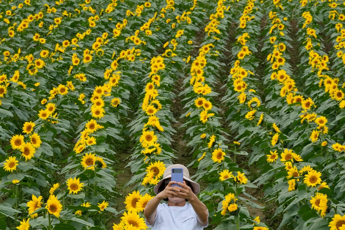 Žena sa fotografuje mobilom v poli slnečníc v juhokórejskom Jončchone. (12. september 2022)