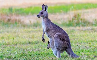 Agresívna kengura mala v Austrálii napadnúť troch ľudí a ničiť záhrady Agresívna kengura mala v Austrálii napadnúť troch ľudí a ničiť záhrady