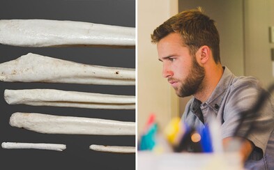I muži zřejmě někdy měli v pohlavních orgánech kost. Studie zjistila, že nás o ni pravděpodobně připravila evoluce I muži zřejmě někdy měli v pohlavních orgánech kost. Studie zjistila, že nás o ni pravděpodobně připravila evoluce