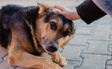 Ako sa darí zvieratám v bratislavskom útulku? Pandémia zvýšila počet adopcií, no desiatky psíkov strávia Vianoce bez rodiny Ako sa darí zvieratám v bratislavskom útulku? Pandémia zvýšila počet adopcií, no desiatky psíkov strávia Vianoce bez rodiny