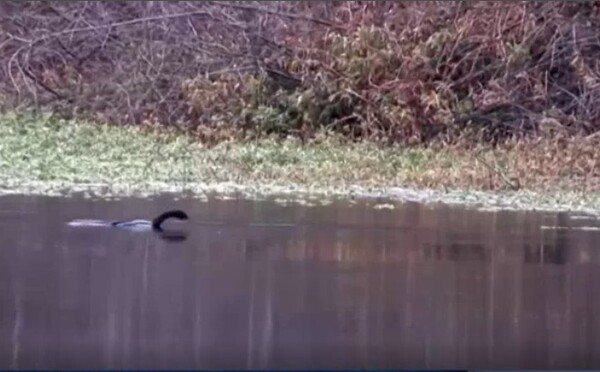 Ako to vyzerá, keď reálne tečie víno potokom? Kalifornské vinárstvo zamorilo rieku