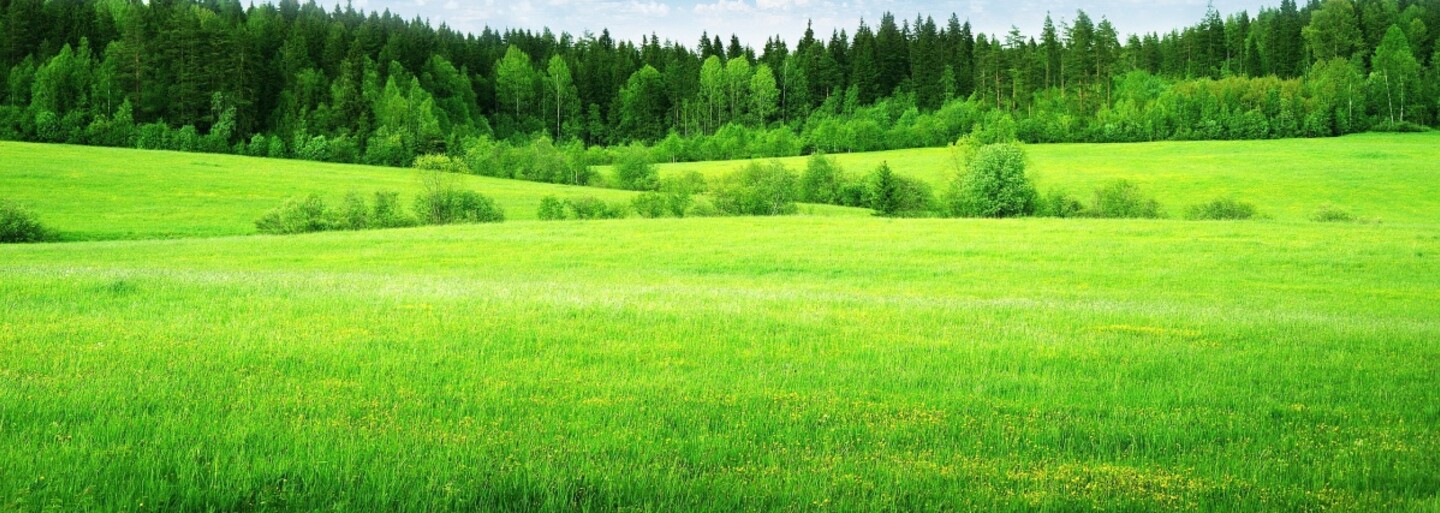 Jak vypadá barva roku 2017? Má symbolizovat život, pozitivní energii a větší zájem lidí o přírodu