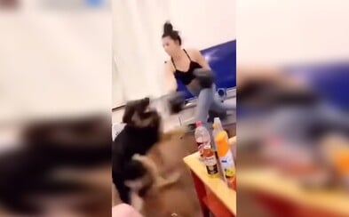 Američanka na videu boxuje se psem. V černých rukavicích mu dává rány jako v ringu Američanka na videu boxuje se psem. V černých rukavicích mu dává rány jako v ringu