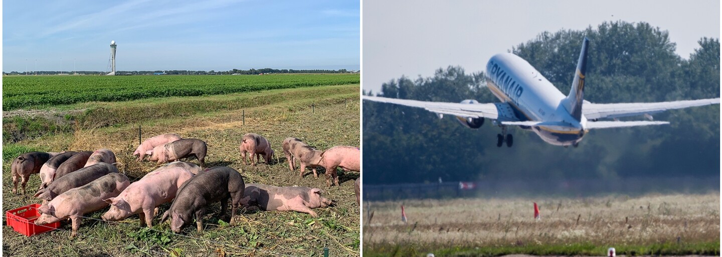 Amsterdamské letisko Schiphol nasadilo do boja proti vtáctvu „ošípanú hliadku”. Chcú tak obmedziť stret vtákov s lietadlami