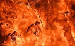 Australská fauna trpí, jen v Novém Jižním Walesu uhynulo na 500 milionů zvířat