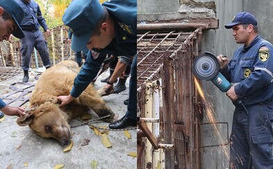 Až 10 rokov strávili v oceľovom pekle pri sledovaní hodujúcich ľudí. Dva medvede z Arménska konečne dostali späť svoju slobodu Až 10 rokov strávili v oceľovom pekle pri sledovaní hodujúcich ľudí. Dva medvede z Arménska konečne dostali späť svoju slobodu