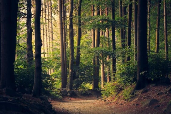 Čo budeš robiť, ak sa stratíš v lese? Vyber si možnosť, ktorá ti je najbližšia. 