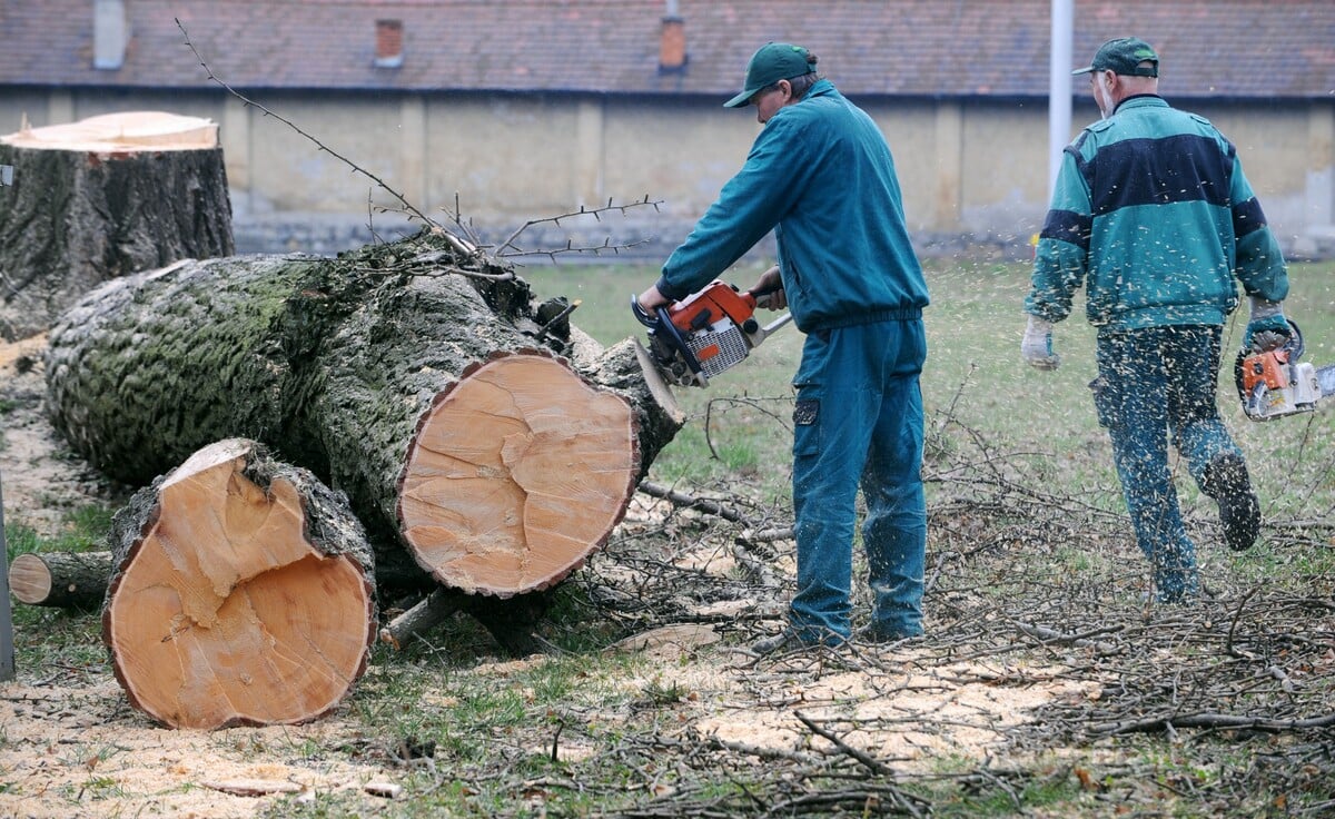 výrub stromu