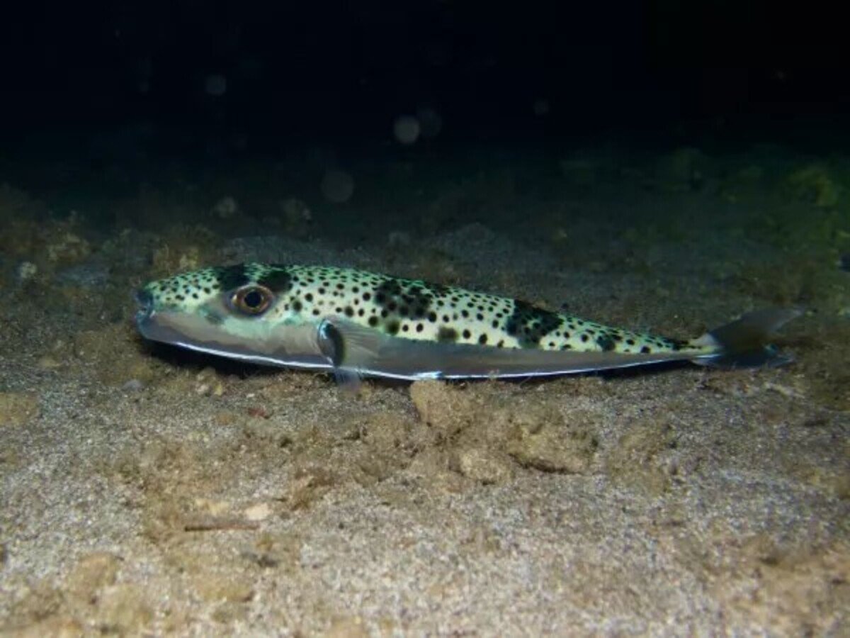 jedovaty storzubec
