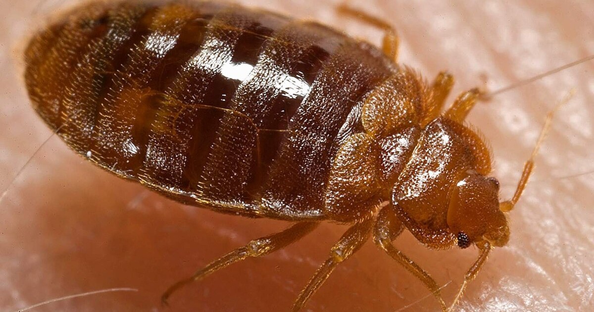 V Praze roste výskyt štěnic, varuje hygiena. Může za to migrace obyvatel a špatná paměť lidí