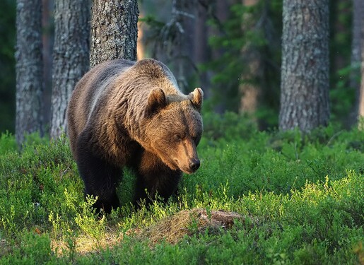 Medvěd hnědý je největší evropskou šelmou a společně s medvědem ledním také jedním z největších suchozemských predátorů vůbec. Vzácně se s ním můžeme setkat také v České republice. Uhádneš, ve které zemi je národním zvířetem?