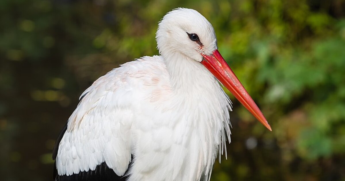 Páru čapích samic se vylíhlo první mládě. Hnízdo můžeš sledovat živě