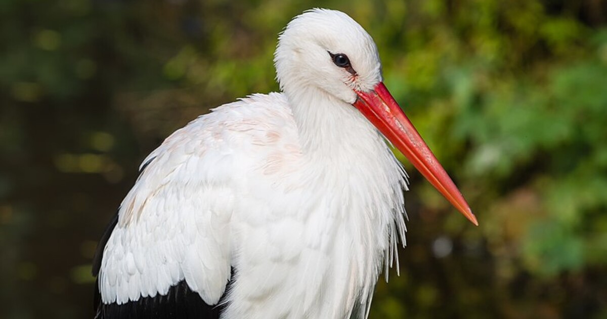 Čapí hnízdo lásky: Dvě samice společně pečují o osm vajec, hnízdění můžeš sledovat živě