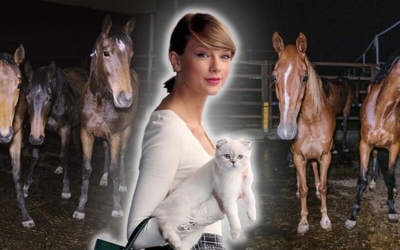 Taylor Swift zrušila vystúpenie kvôli aktivistom bojujúcim proti týraniu zvierat. Organizátori koncertu údajne nechali zomierať kone.