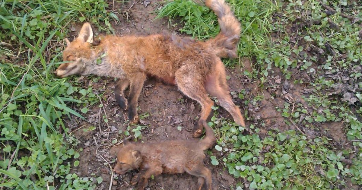 Aktivisté upozorňují na neetické lovení lišek. „Je to jako říznutí motorovou pilou, které taky nebolí,“ brání norování lesník