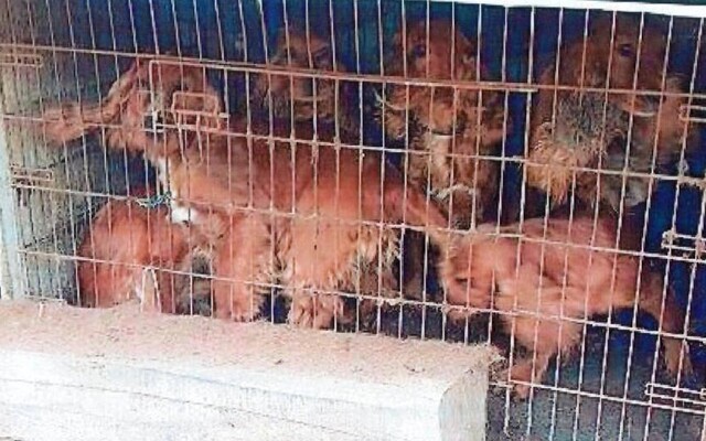 Muž v obci pri Prievidzi v kufri auta týral množstvo psov. Neľudské podmienky ich prinútili jesť vlastné výkaly a piť moč