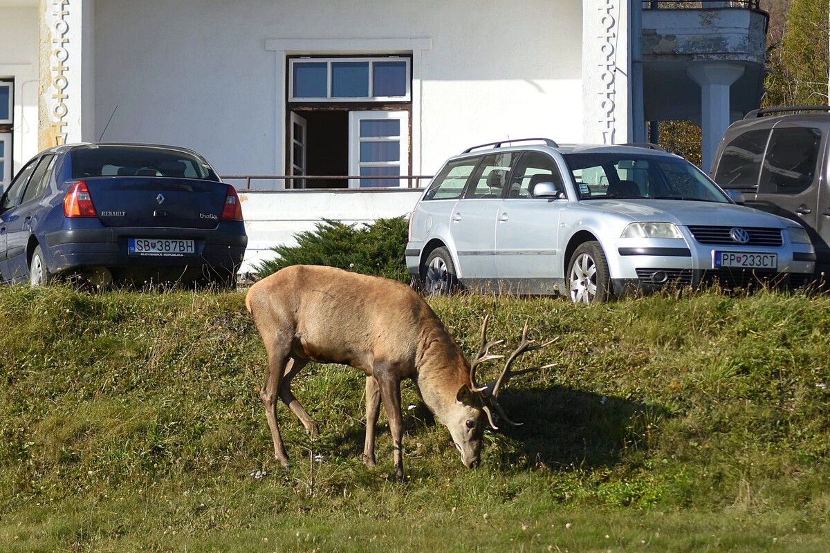 Na snímke sa jeleň pasie na lúke neďaleko parkoviska pri liečebnom dome v centre Tatranskej Polianky vo Vysokých Tatrách.