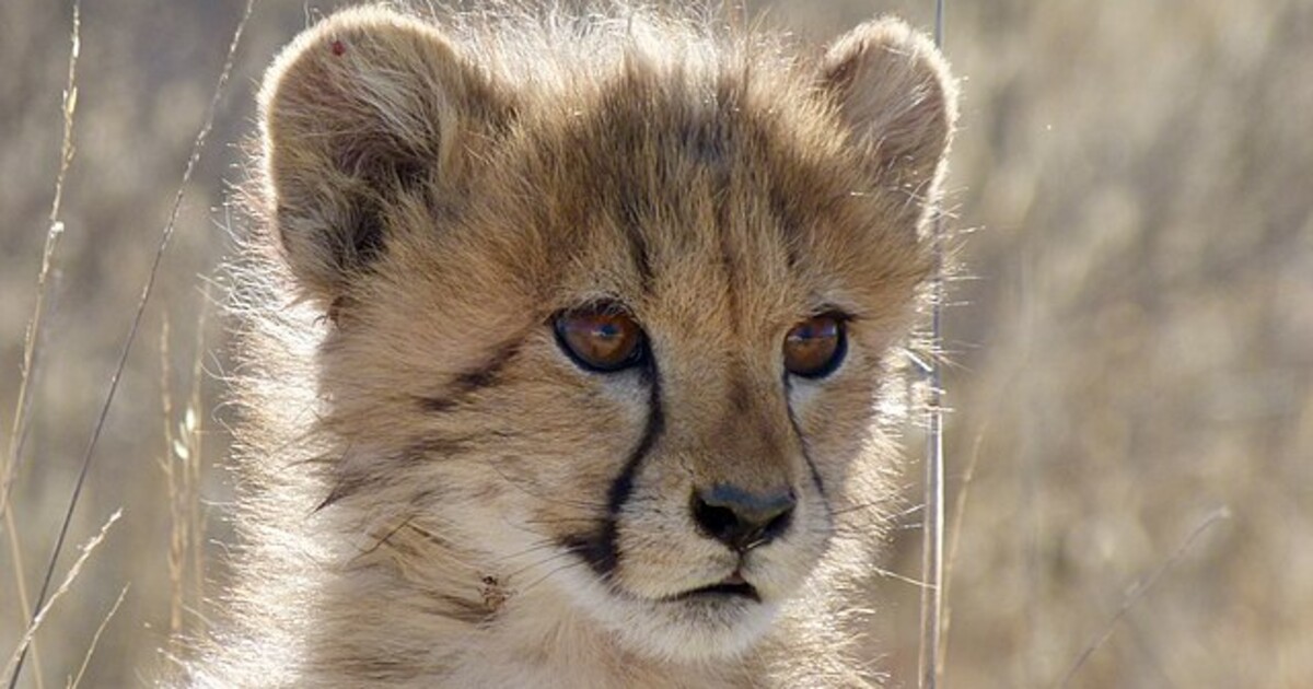 Ústecká zoo musela kvůli nemoci utratit obě mláďata geparda štíhlého