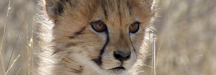 Ústecká zoo musela kvůli nemoci utratit obě mláďata geparda štíhlého
