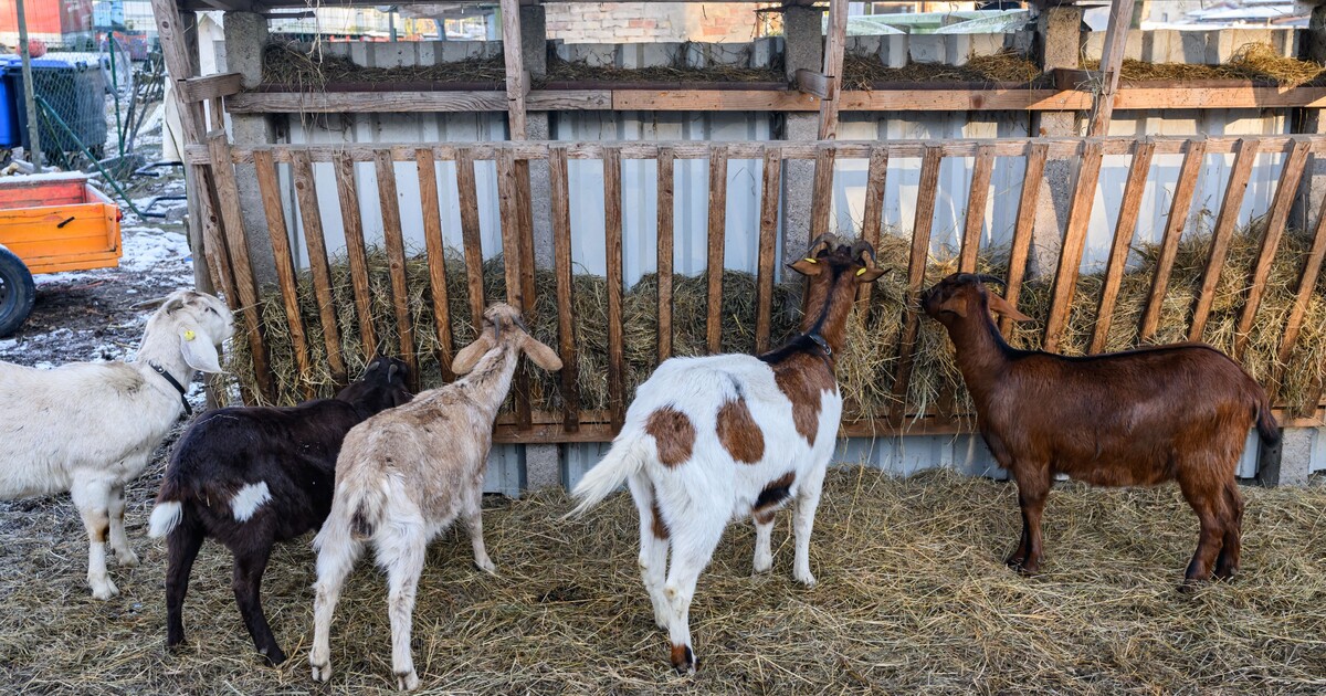 Evropská komise vyšetřuje původ nákazy slintavky a kulhavky. Jak se virus dostal na Slovensko?
