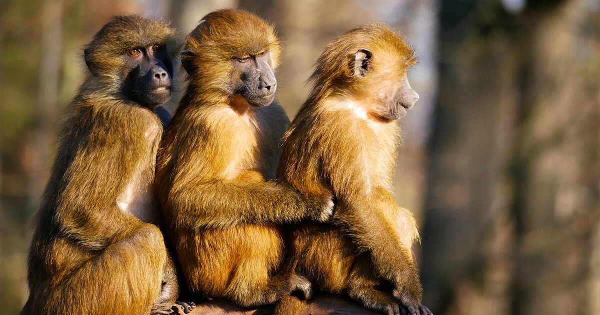 Homosexuální svazky savcům zaručují stabilitu a pomáhají potlačovat konflikt, ukázala studie
