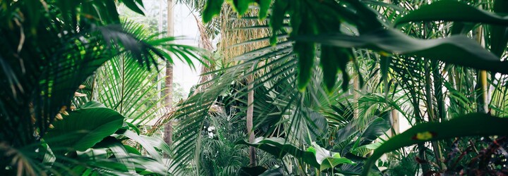 Vietnamský Tarzan zemřel. Prohrál boj s rakovinou jater