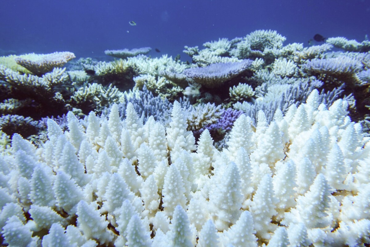 Takto vypadá korál, který umírá. Během bělení ztrácí korálový živočich své symbiotické řasy a pigmenty.