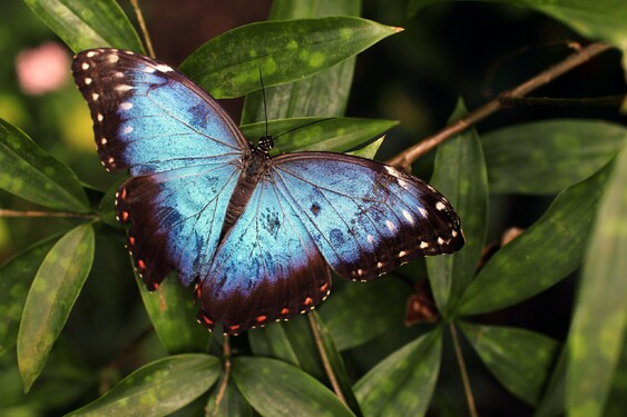 Uhodneš, která herečka má panickou hrůzu z motýlů, které se odborně říká lepidopterofobie?