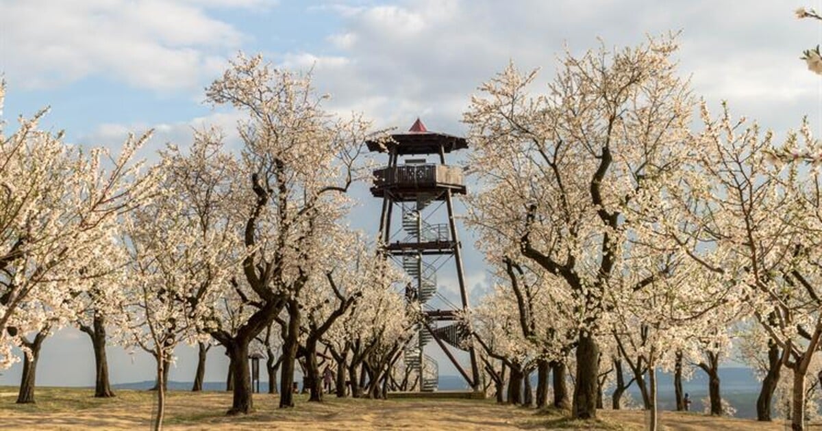 Tohle je 10 aktuálně nejkrásnějších míst v Česku. Kde si užiješ rozkvetlé jaro nejvíc?