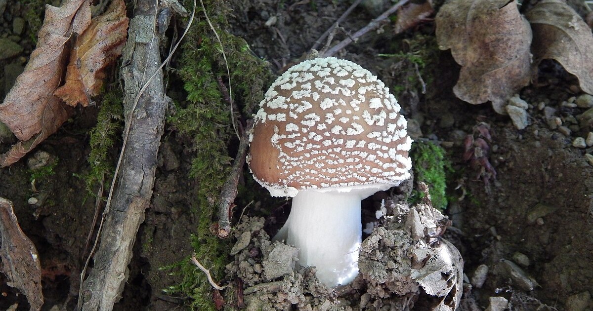 Houbařský kvíz pro opravdové znalce: Poznáš v lese všechny muchomůrky?