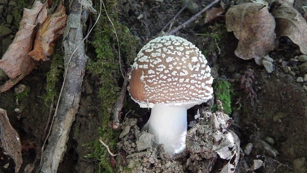 Můžeš tuhle houbu bez problémů pozřít?