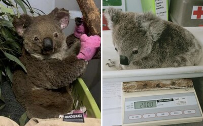 Koaly zraněny při lesních požárech v Austrálii už vypouštějí zpět do volné přírody. Domů se vrací 26 koalů a 7 malých klokanů.