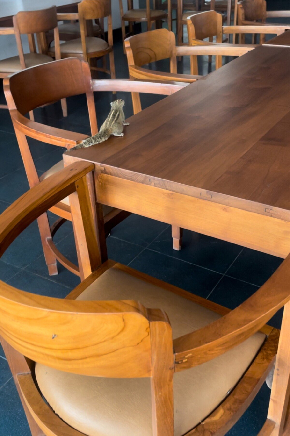 Pruhované veveričky nájdeš na Srí Lanke všade, táto liezla po stole v hotelovej reštaurácii. 
